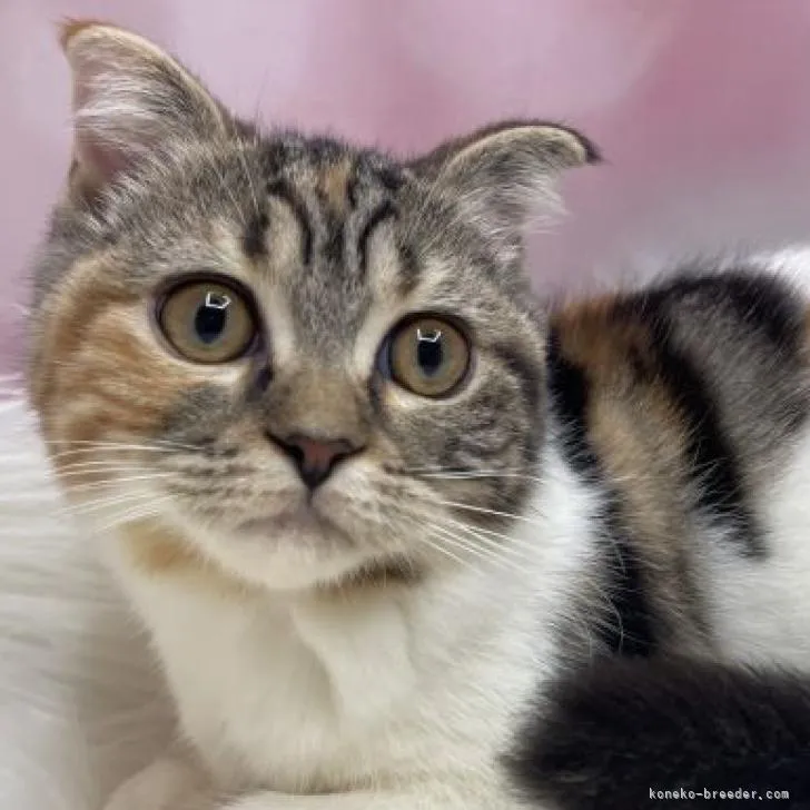 ID：2210-02275の子猫