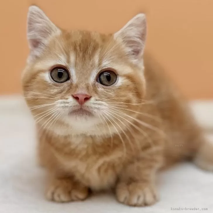 ID:2405-01343の子猫