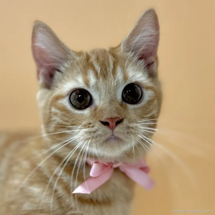 ID：2307-02513の子猫
