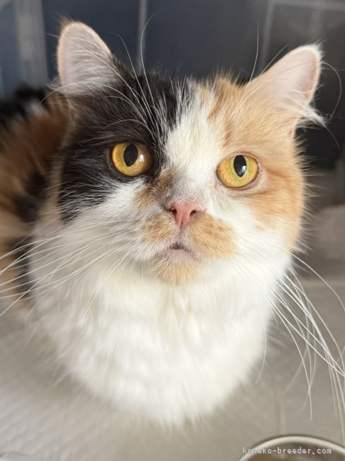 ミヌエット【・女の子・2019年4月20日・キャリコ】