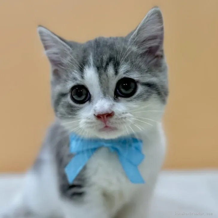 ID:2309-02717の子猫