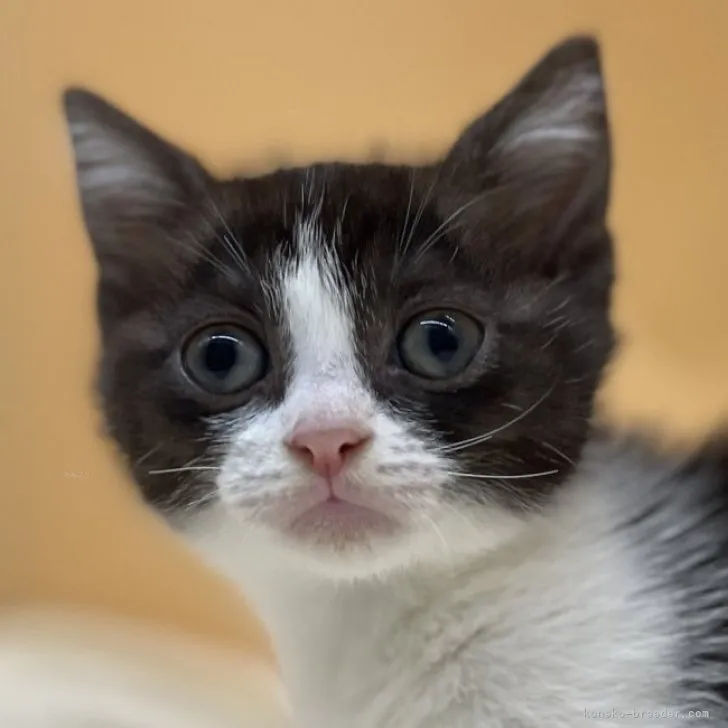 ID:2308-03179の子猫