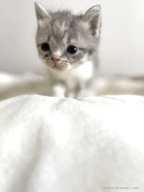 ID:2109-02610の子猫