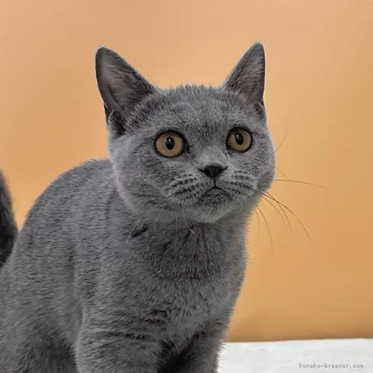 ID：2309-00120の子猫