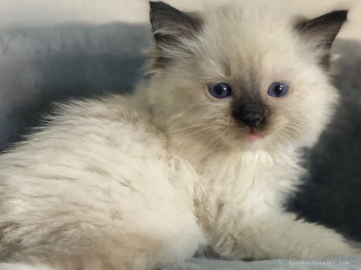 ID:2102-00672の子猫