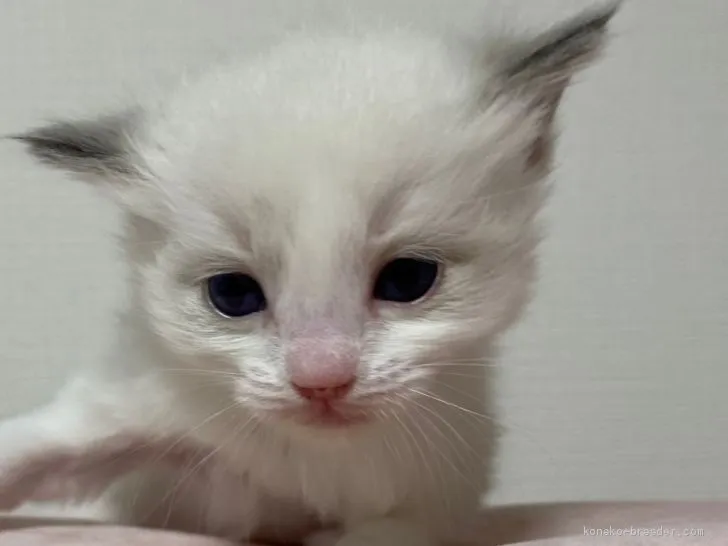 ID:2102-00722の子猫