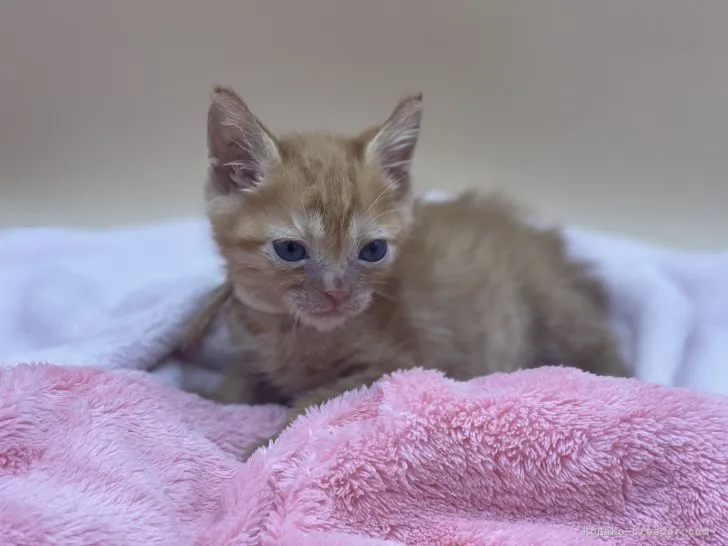 ID:2109-01348の子猫