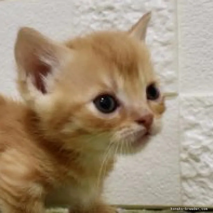 マンチカン(短足)【東京都・男の子・2023年4月6日・レッドタビー】の写真1