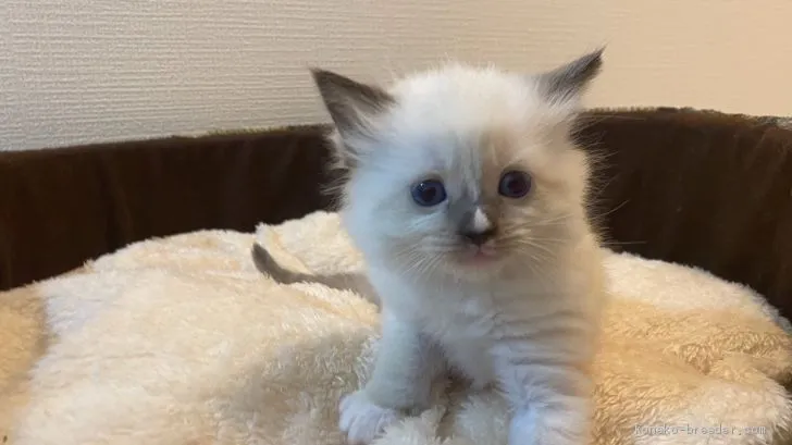 ID:2012-01806の子猫