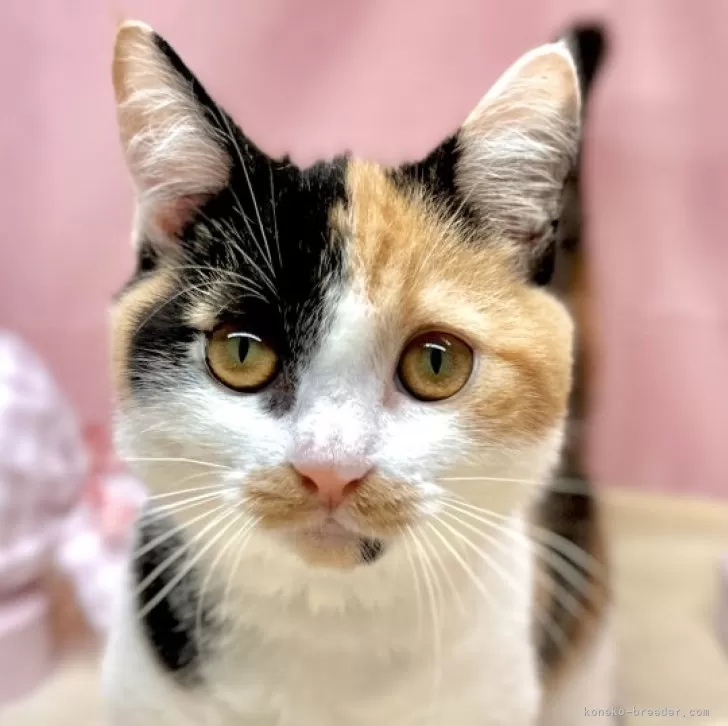 ID：2407-00002の子猫