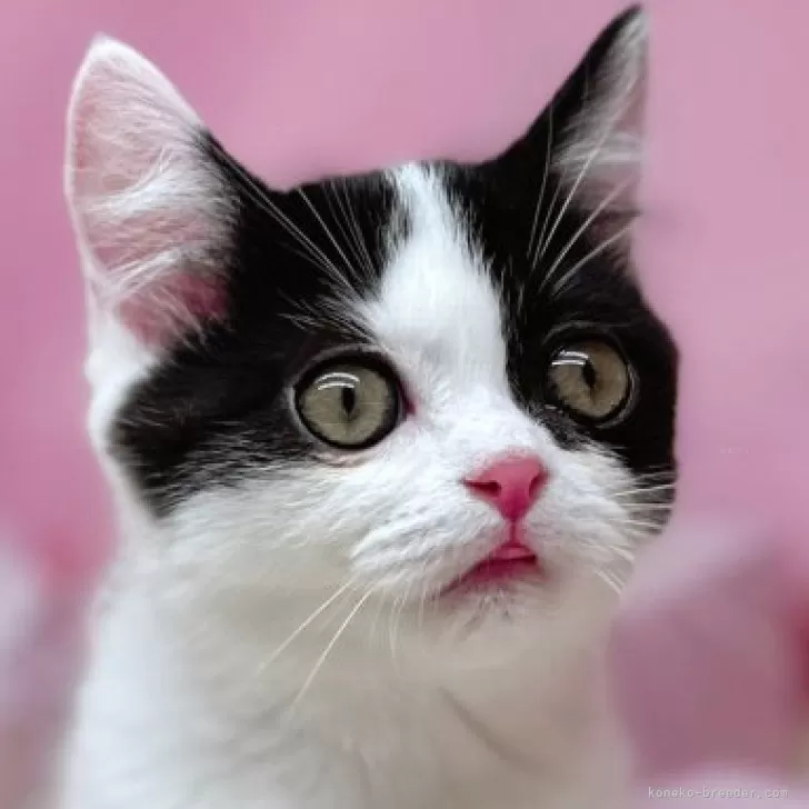 ID：2408-00684の子猫