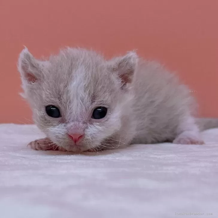 ID:2403-00248の子猫