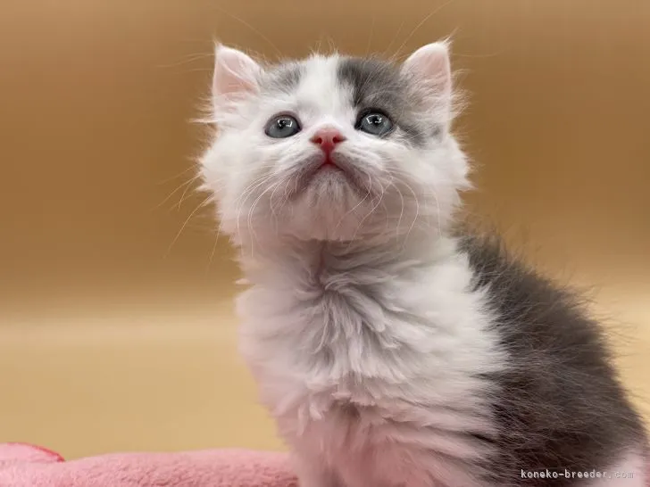 ID:2104-01297の子猫