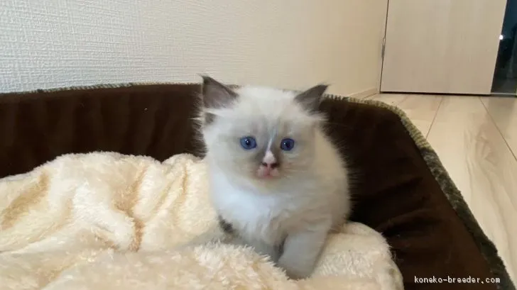 ID：2012-01772の子猫
