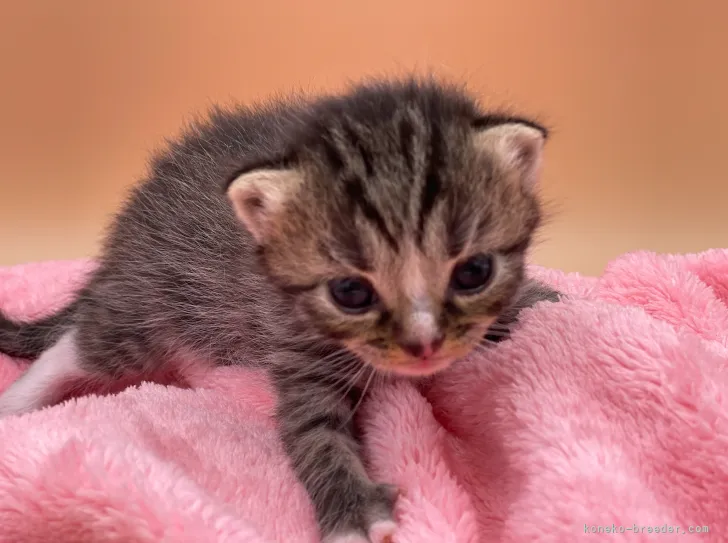 ID:2106-01267の子猫