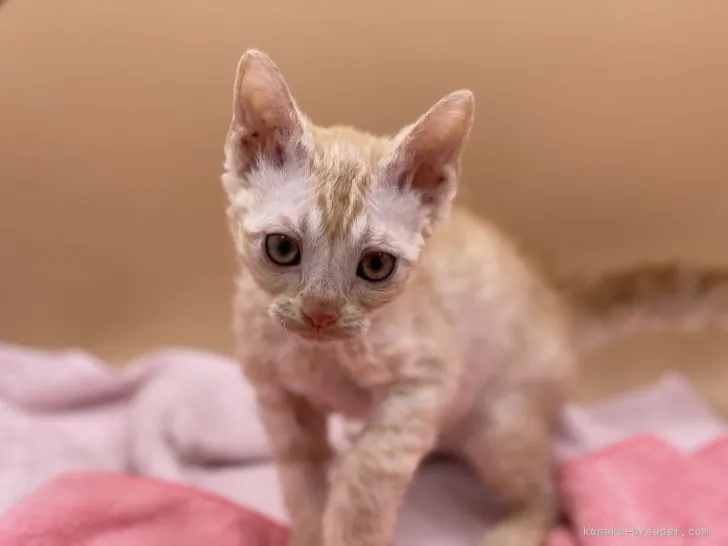 ID：2105-01842の子猫