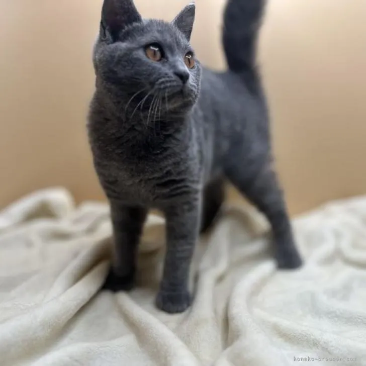 ID:2209-01639の子猫