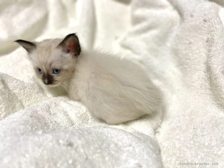 ID:2111-02195の子猫