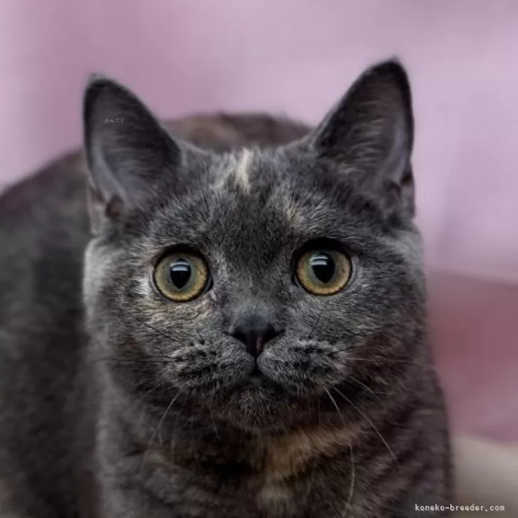 ID:2404-03446の子猫