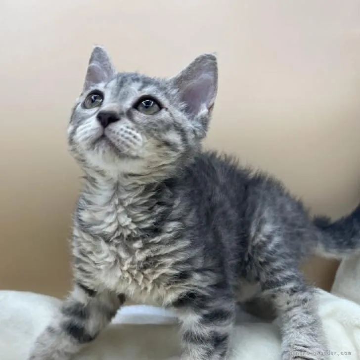 ID:2205-01999の子猫