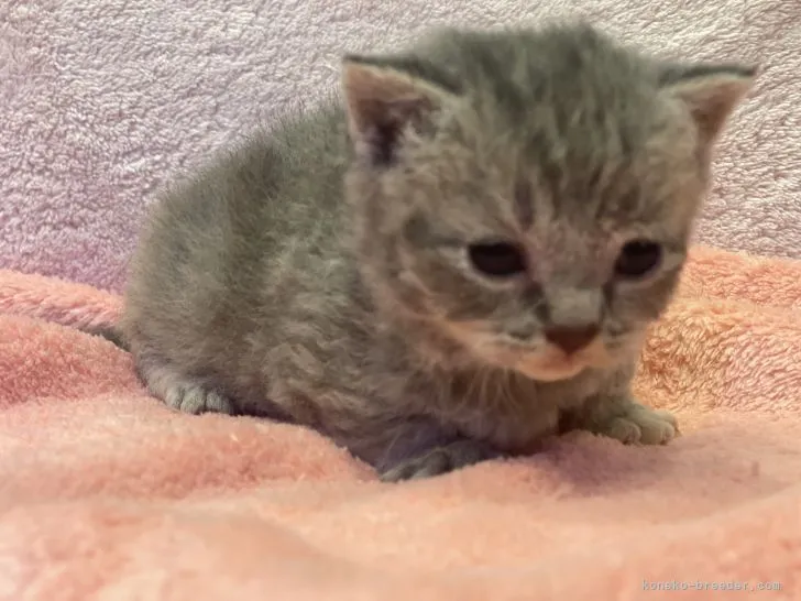 ID：2109-02439の子猫