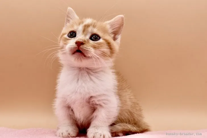 ID：2112-01406の子猫