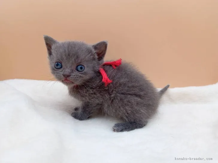 ID：2203-00688の子猫