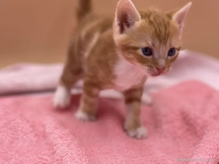 ID：2107-01155の子猫