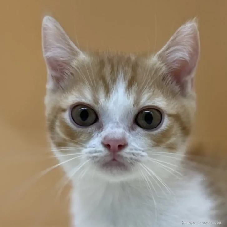 ID：2307-02530の子猫