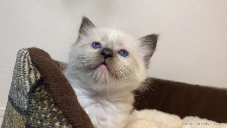 ID：2012-01805の子猫