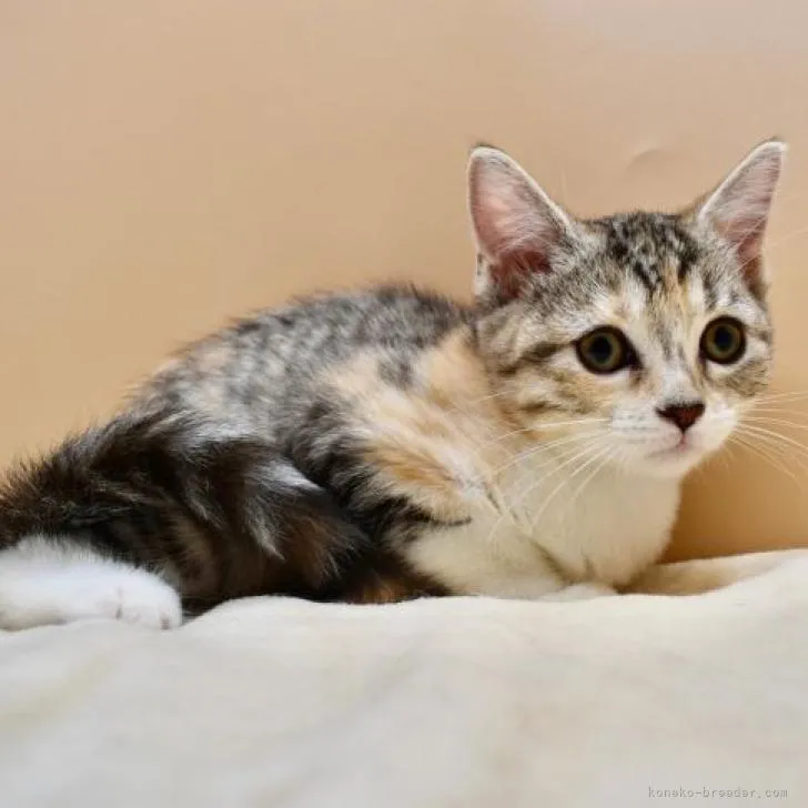 ID:2206-03213の子猫