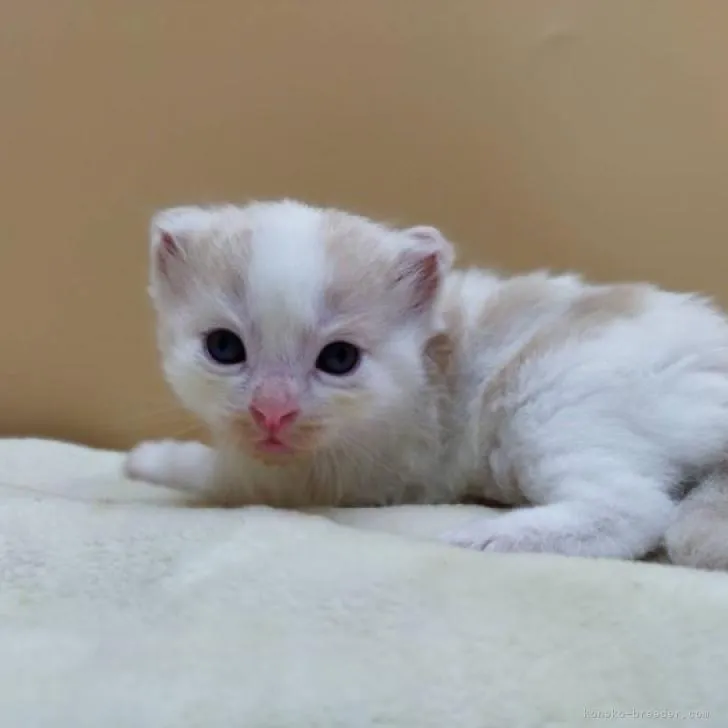 ID：2208-02053の子猫