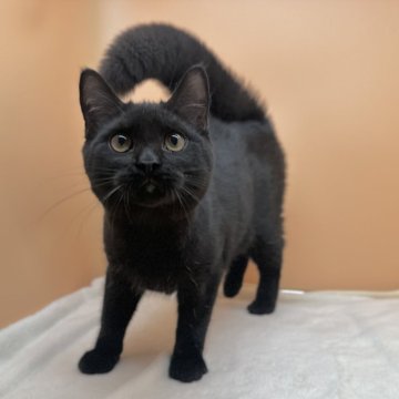 マンチカン【東京都・男の子・2023年11月3日・ブラックスモーク】の写真「甘えん坊な黒猫の男の子🐈‍⬛両親遺伝子検査クリア」