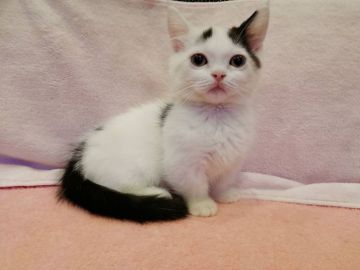 マンチカン(短足)【東京都・男の子・2021年8月23日・ブラック&ホワイト】の写真「真っ白な毛並みの足の短い男の子」