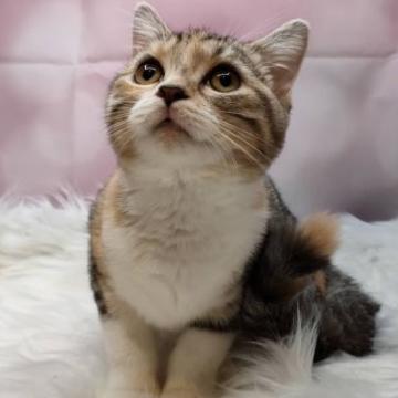 マンチカン【東京都・女の子・2022年5月26日・キャリコ】の写真「キャリコ柄マンチカン！」