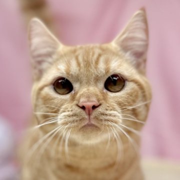 マンチカン【東京都・男の子・2024年4月21日・レッドタビー】の写真「まんまる甘えん坊マンチカン♪」