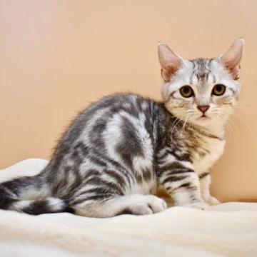 マンチカン【東京都・女の子・2022年5月26日・シルバータビー】の写真「くっきりシルバータビーの短足女の子♪」