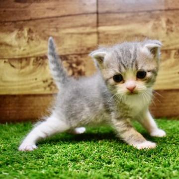 スコティッシュフォールド【東京都・女の子・2022年8月26日・ブルータビー&ホワイト】の写真「少し折れ耳？まん丸で可愛い顔が魅力的」