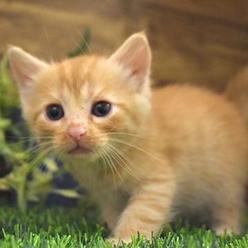 マンチカン【東京都・男の子・2022年7月28日・レッドタビー】の写真「ベビーフェイスな甘えん坊♪」