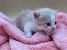 マンチカン(短足)【東京都・男の子・2021年9月22日・クリームタビー&ホワイト】の写真1