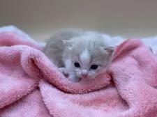 マンチカン(短足)【東京都・男の子・2021年9月22日・クリームタビー&ホワイト】の写真2