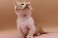 マンチカン(短足)【東京都・男の子・2021年11月12日・レッドタビー】の写真2