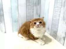 スコティッシュフォールド(折れ耳)【東京都・男の子・2025年4月18日・レッドタビー&ホワイト】の写真10