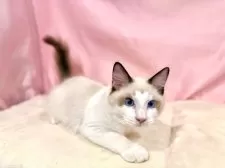 ラグドール【東京都・男の子・2025年7月13日・シールポイントバイカラー】の写真10