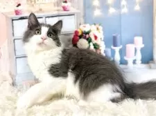 ノルウェージャンフォレストキャット【東京都・男の子・2025年8月2日・ブルー&ホワイト】の写真10