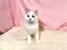 ラグドール【東京都・男の子・2025年7月13日・ブルーポイントバイカラー】の写真10