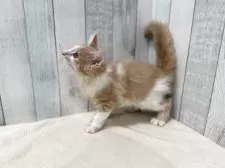 ノルウェージャンフォレストキャット【東京都・男の子・2025年7月2日・クリーム&ホワイト】の写真10