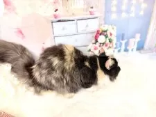 マンチカン(長足)【東京都・女の子・2025年4月16日・キャリコ】の写真10