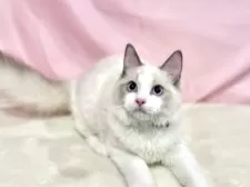 ラグドール【東京都・男の子・2025年6月27日・ブルーポイントバイカラー】の写真9