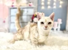 マンチカン(短足)【東京都・男の子・2025年7月16日・レッドタビー】の写真10